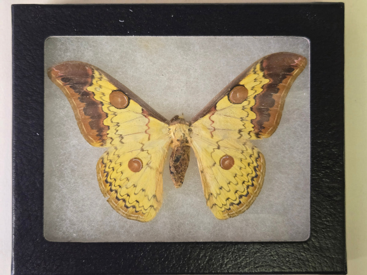 Framed Loepa obscuromarginata, Golden Emperor Moth