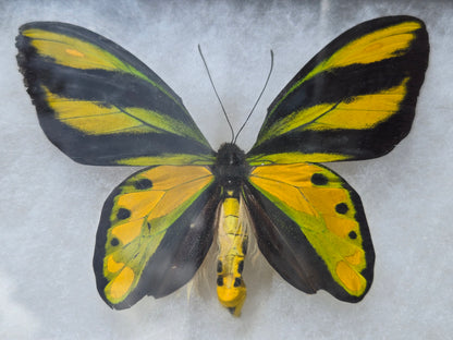 Ornithoptera tithonus, Tithonus Birdwing PAIR