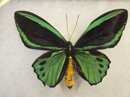 Ornithoptera priamus hecuba, Birdwing PAIR- Kai Island, 1999