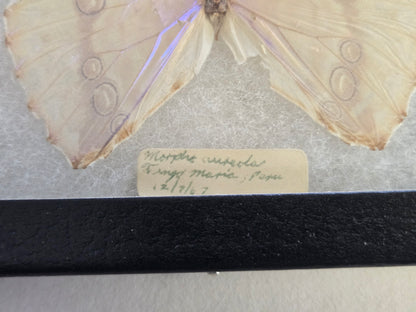 Vintage 1967 Morpho aurora Framed