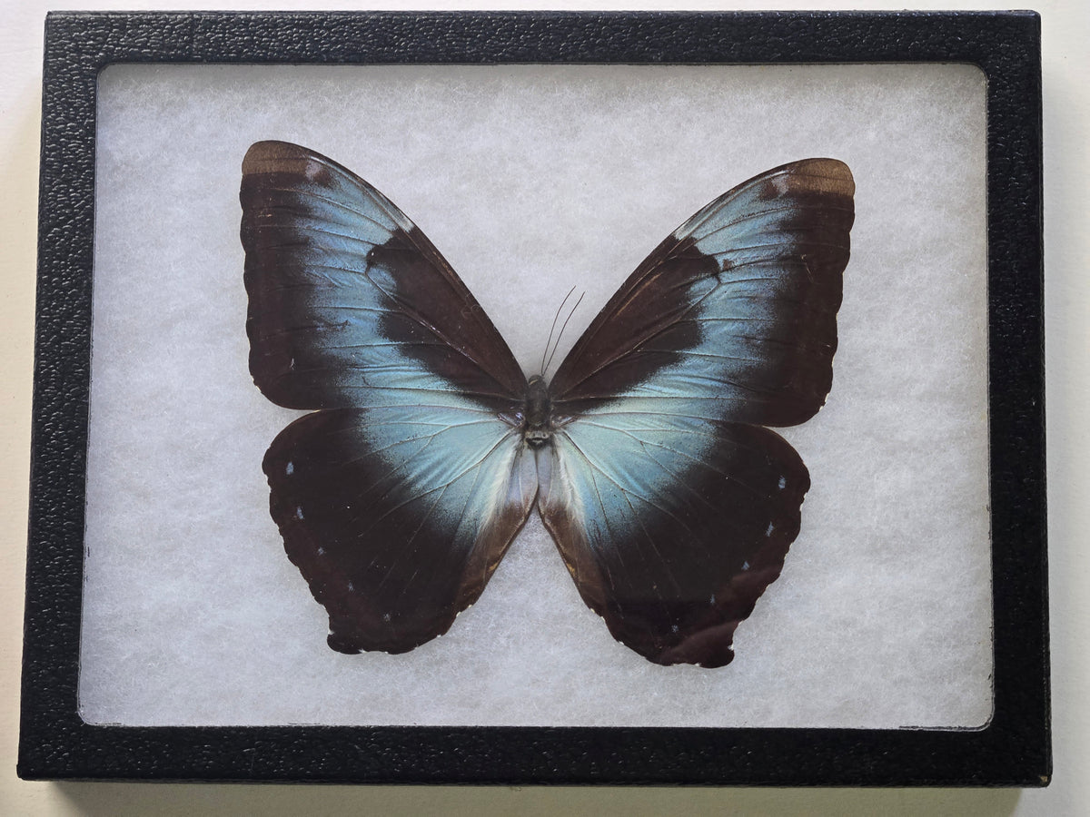 Framed Morpho cisseis