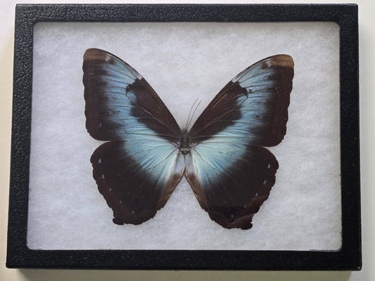 Framed Morpho cisseis