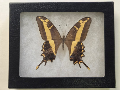 Framed Papilio andraemon CUBA 1955