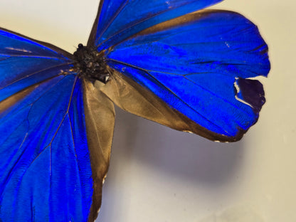 Blue Morpho, Spread Morpho rhetenor cacica A- LOT 434