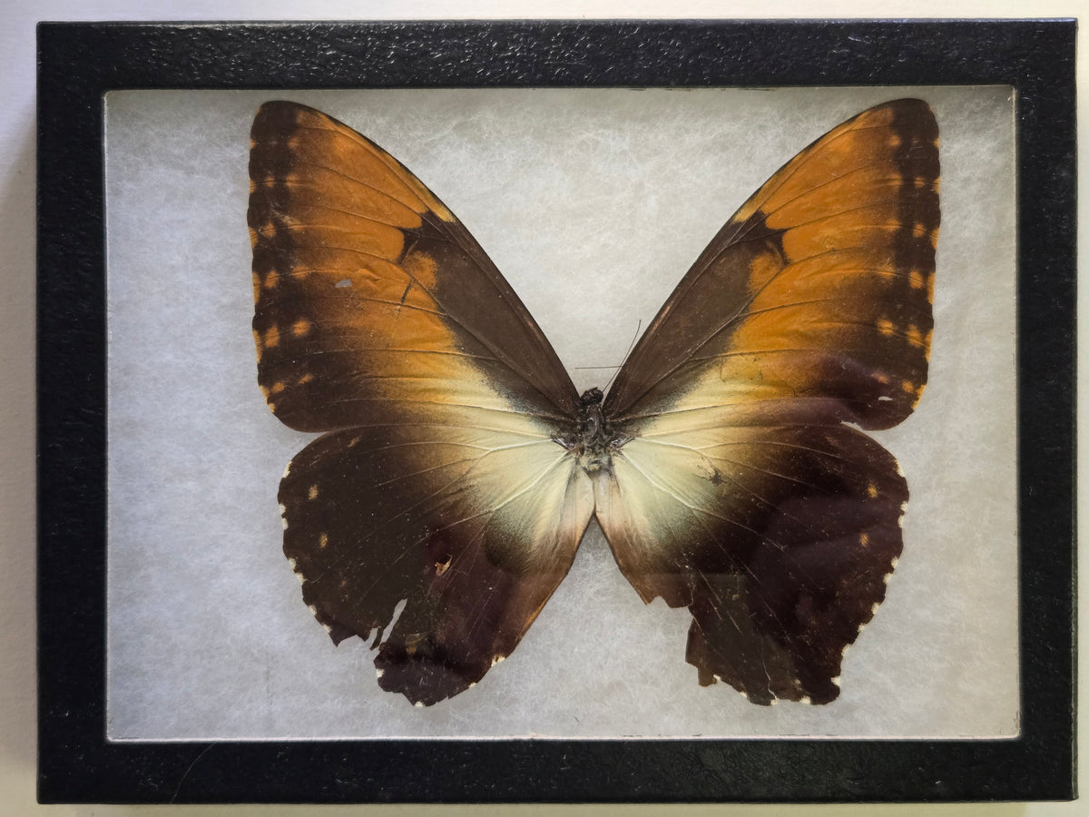 Framed Morpho hecuba (Sunset Morpho) A2