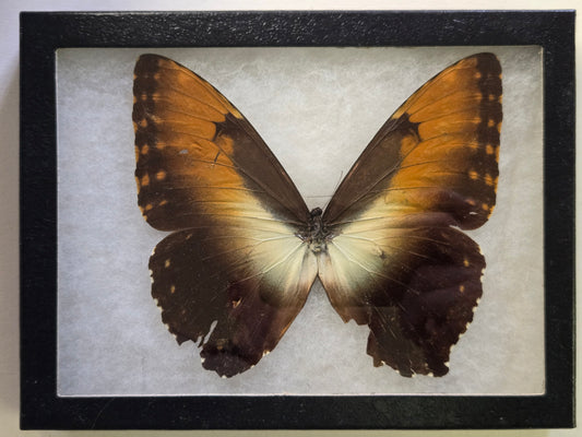 Framed Morpho hecuba (Sunset Morpho) A2