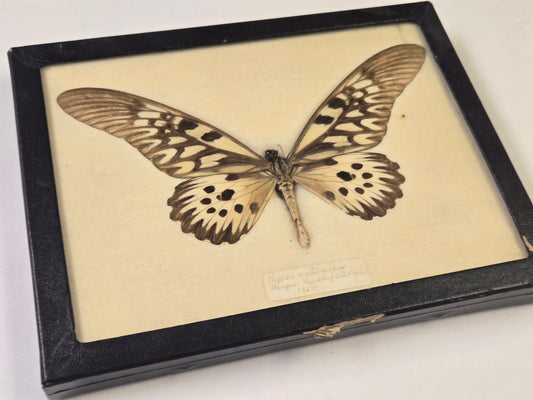 Vintage Papilio antimachus, 1967, HUGE! Framed