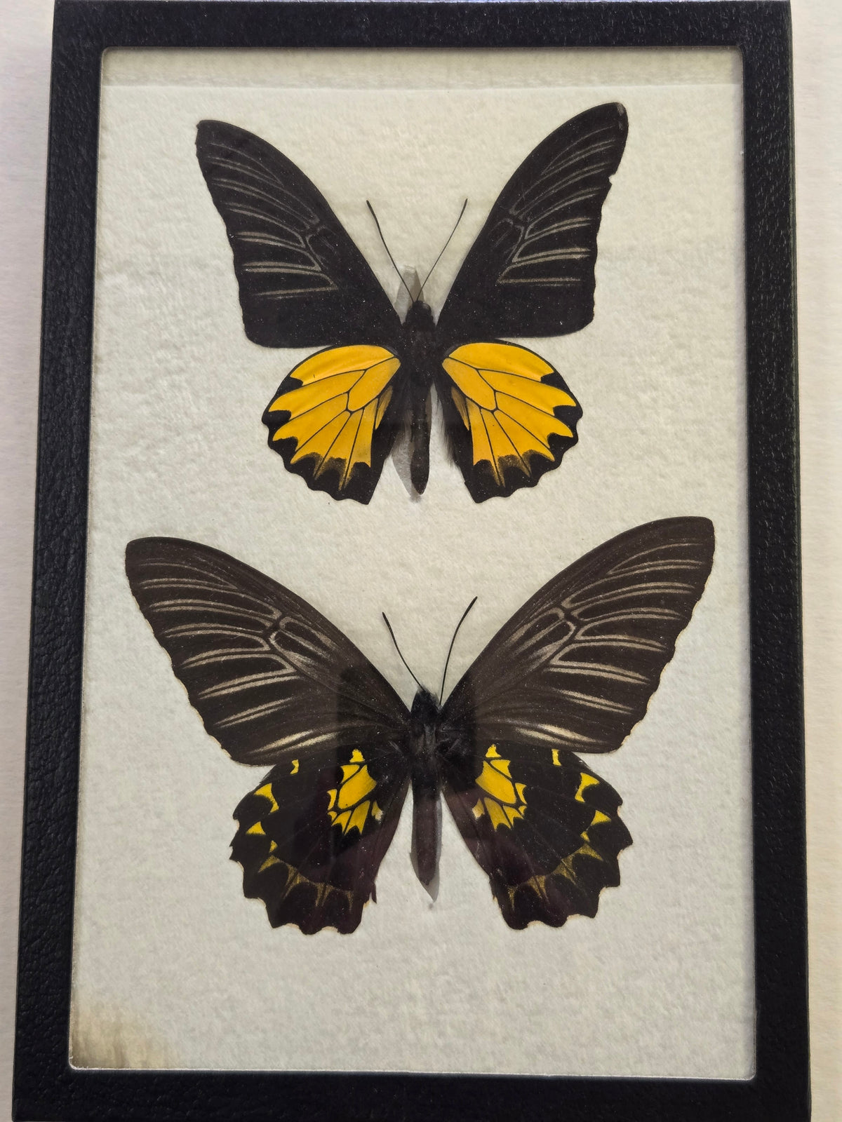 Framed RARE Troides prattorum BIRDWING PAIR -Buru Is., 1985-86