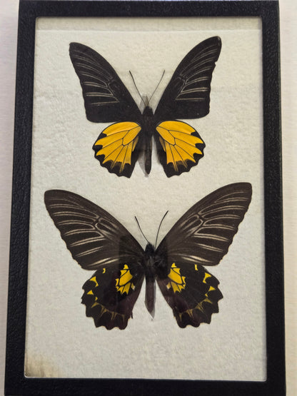 Framed RARE Troides prattorum BIRDWING PAIR -Buru Is., 1985-86