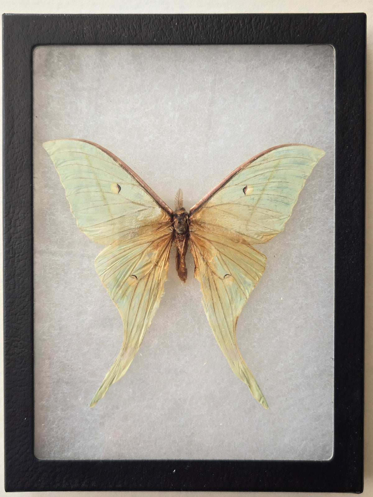 Framed Actias selene, Indian Moon Moth Male