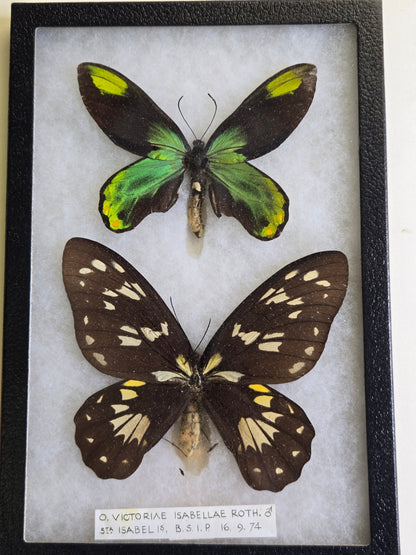 Ornithoptera victoriae isabellae PAIR, Birdwings- Historical Significance