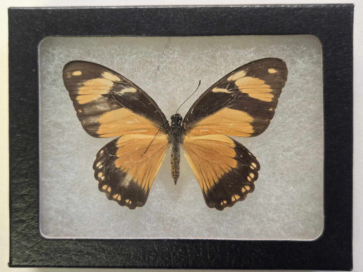 Framed Papilio dardanus polytrophus Female