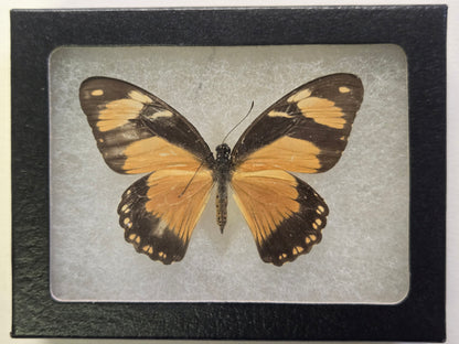 Framed Papilio dardanus polytrophus Female