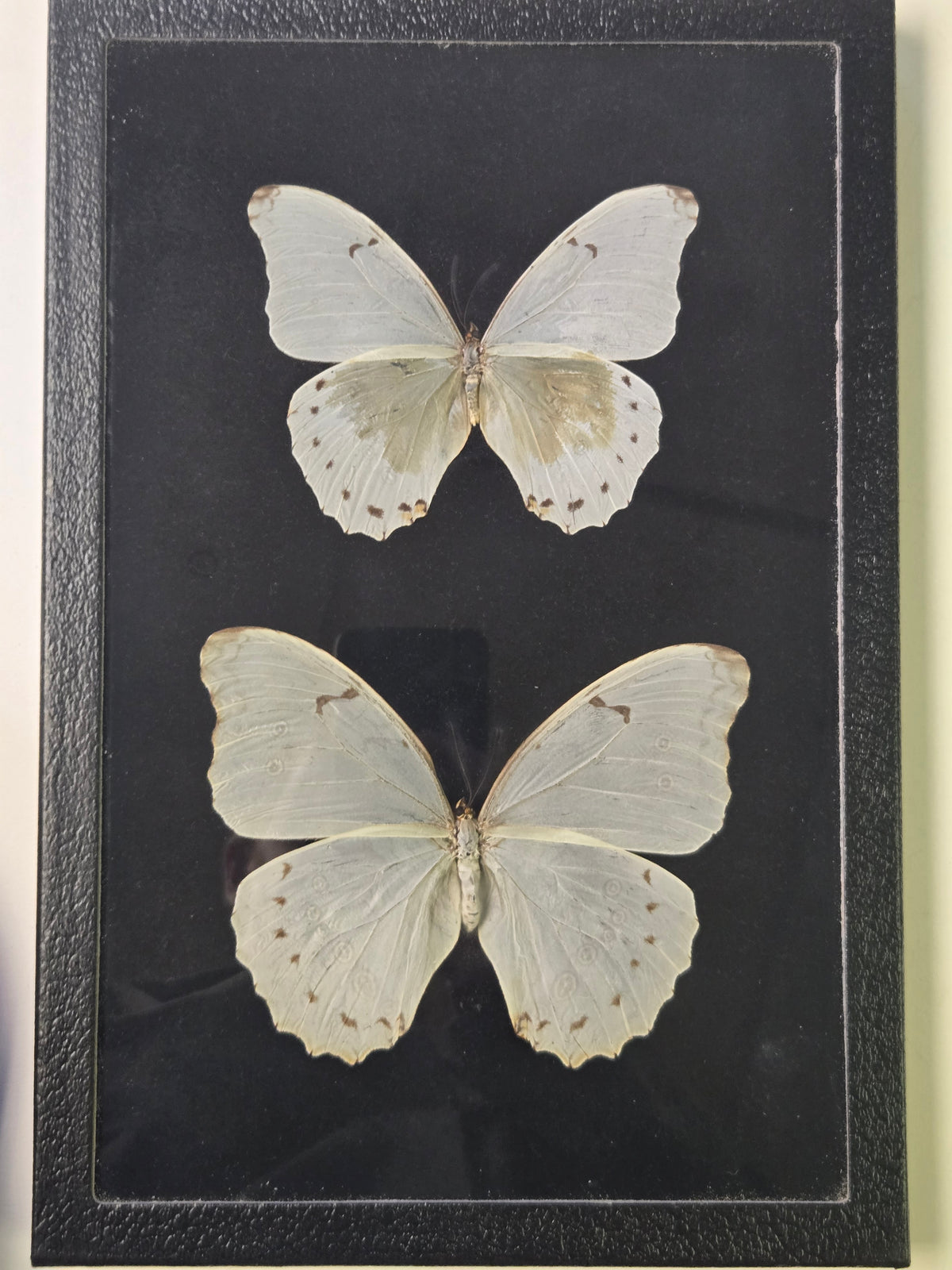 Framed Morpho polyphemus PAIR Male/Female