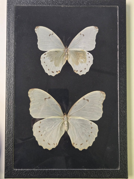 Framed Morpho polyphemus PAIR Male/Female