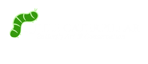 Little Caterpillar Art
