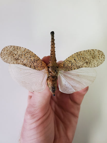 Crocodile Head Planthopper ‘ Zanna nobilis’ Unspread