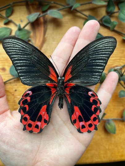 Scarlet Mormon Butterfly Papilio rumanzovia Red Swallowtail Real unspread