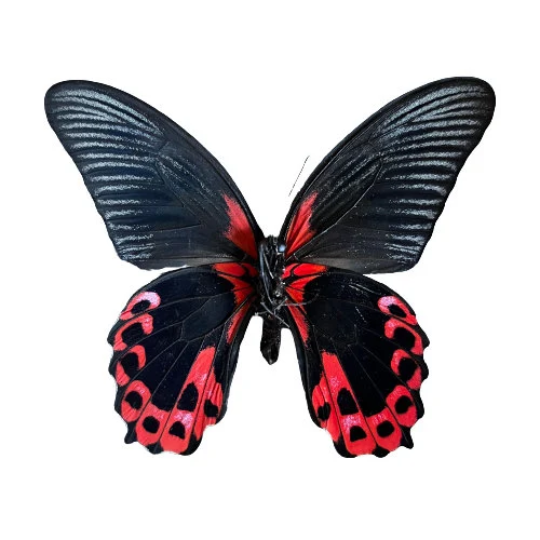 Scarlet Mormon Butterfly Papilio rumanzovia Red Swallowtail Real unspread