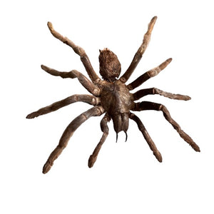 Cocoa tarantula 'Eurypelma spinicrus' Unspread Spider