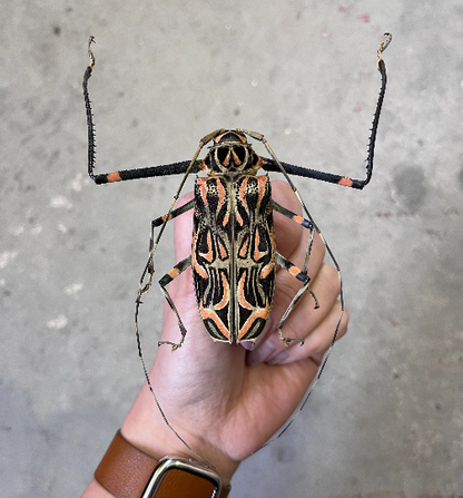 HUGE Harlequin Beetle Acrocinus Longimanus male and female pair - Little Caterpillar Art Little Caterpillar Art  