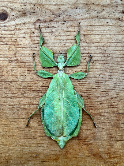 Leaf insect ‘Phyllium celebicum’ SPREAD