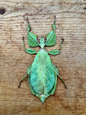 Leaf insect ‘Phyllium celebicum’ SPREAD