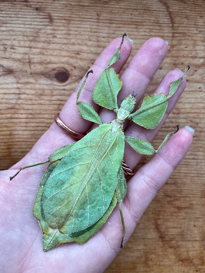 Leaf insect ‘Phyllium celebicum’ SPREAD