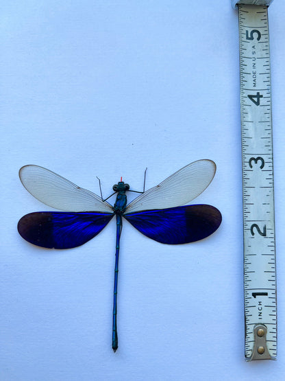 Blue Dragonfly Neurobasis Kaupi SPREAD insect Damselfly - Little Caterpillar Art Little Caterpillar Art  