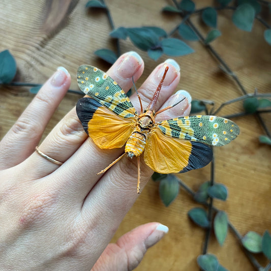 Orange Winged Lanternfly Pyrops candelaria - Little Caterpillar Art Little Caterpillar Art  
