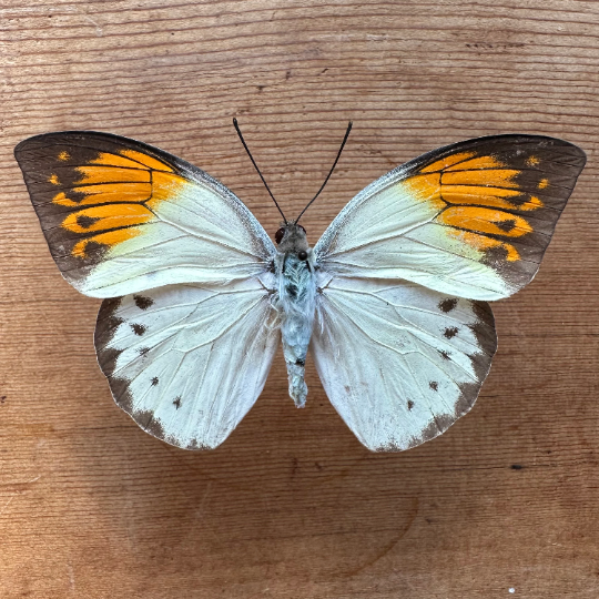 Hebomoia glaucippe, Great Orange Tip Butterfly