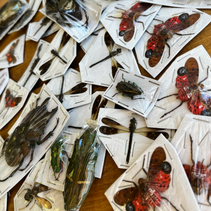 Assorted Bugs and Beetles! Cool insect species from around the world!