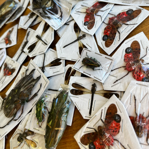 Assorted Bugs and Beetles! Cool insect species from around the world!