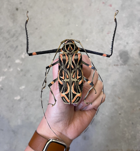 REAL Huge Harlequin Beetle Acrocinus Longimanus Unspread