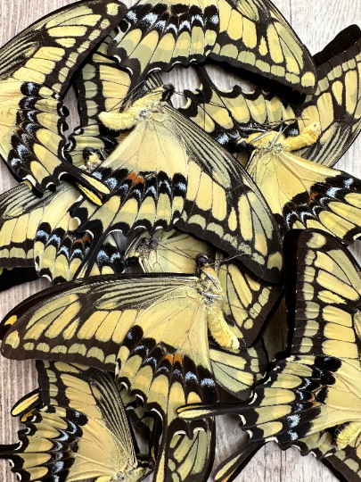 Lot of 5 King Swallowtails 'Papilio thoas'