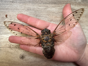 HUGE Emperor Cicada 'Pomponia intermedia' SPREAD