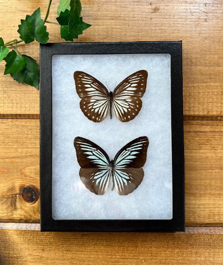 Pareronia tritaea Blue Wanderer Butterfly Male and Female Pair, FRAMED