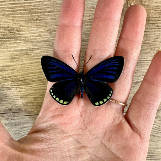 Atala Butterfly 'Eumeaus atala'