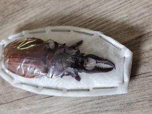 RARE Macrodontia crenata 69mm Beetle