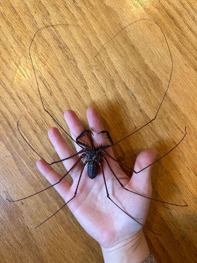 HUGE Whip Scorpion 'Amblypygi sp.' UNSPREAD