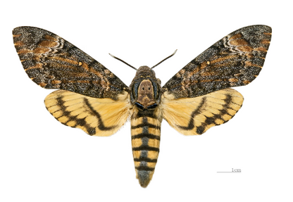 Death's Head Hawkmoth 'Acherontia styx'