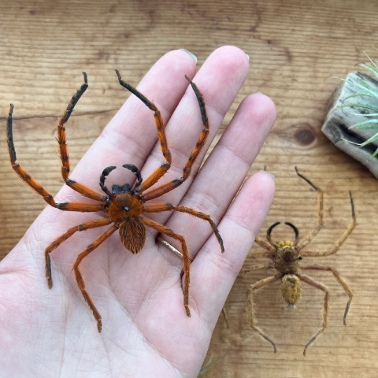 REAL Huntsman Spiders BIG!
