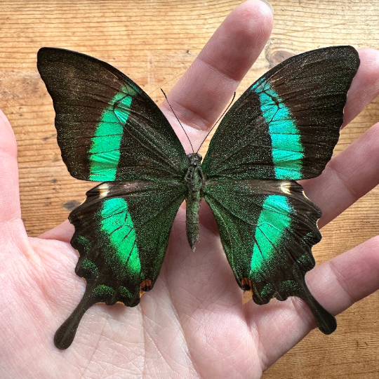 Emerald Peacock Swallowtail 'Papilio palinuris' Real Butterfly – The ...