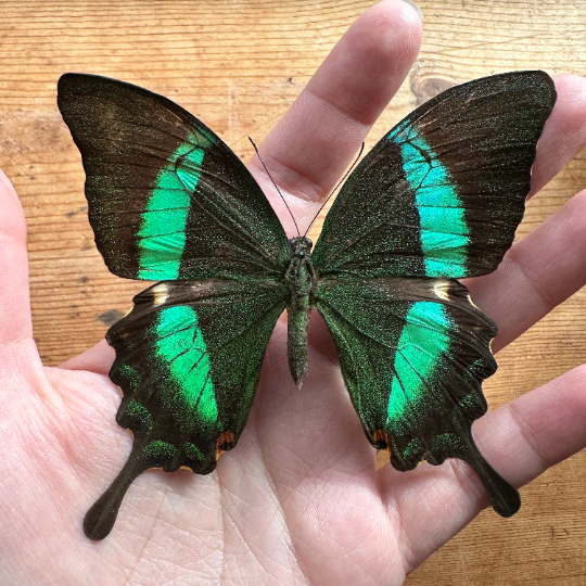 Emerald Peacock Swallowtail 'Papilio palinuris' Real Butterfly