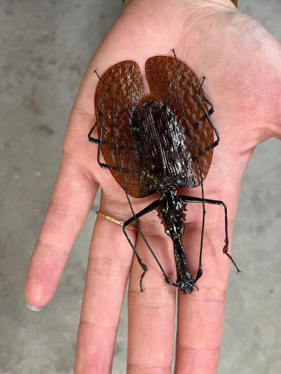 XL Violin Beetle, Mormolyce phyllodes WEIRD BUG!