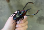 REAL Giant Bamboo Weevil Cyrtotrachelus buqueti