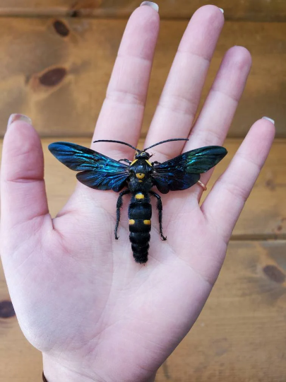 GIANT WASP Megascolia procer XL Real huge bug