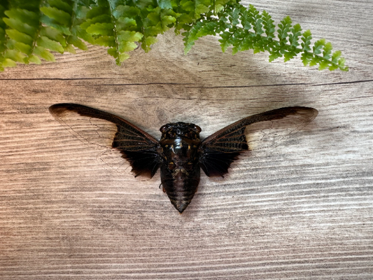 Black and White Batwing Cicada 'Cryptotympana aquila' SPREAD