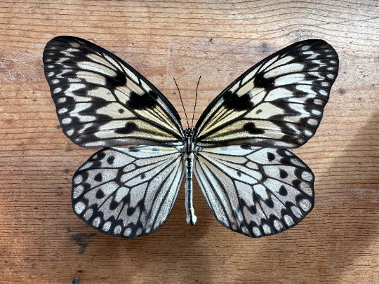 Giant Wood Nymph butterfly 'Idea leuconoe'