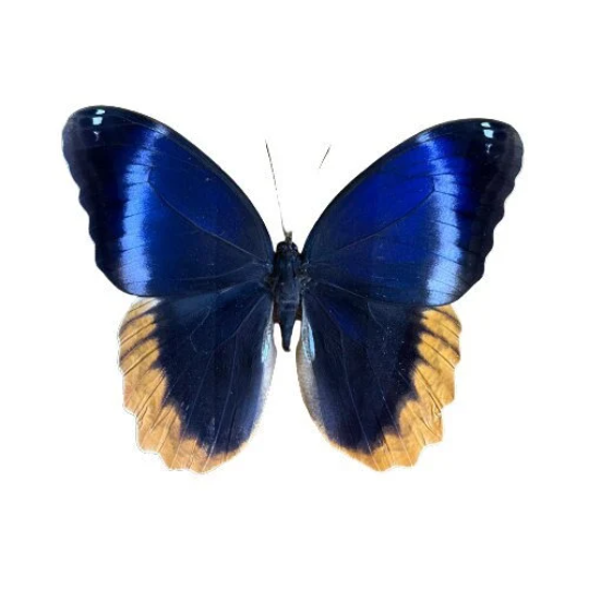 Gold Edged Owl Butterfly ‘Caligo uranus' Wings Closed